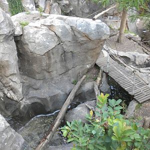 Red Panda Exhibit  [Asia Trail]