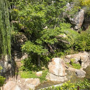 Giant Panda Exhibit  [Asia Trail]