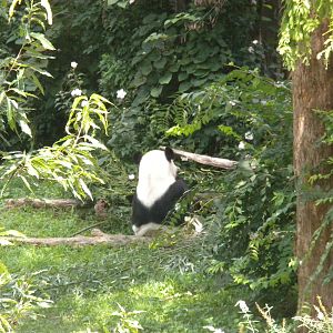 Giant Panda Exhibit with Tian Tian [Asia Trail]