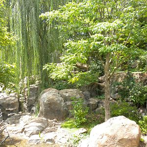 Giant Panda Exhibit  [Asia Trail]