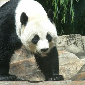 Giant Panda Tian Tian [Asia Trail]