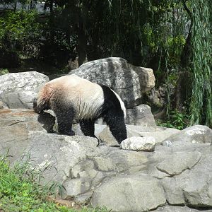 Giant Panda Tian Tian  [Asia Trail]