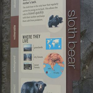 Sloth Bear Exhibit  [Asia Trail]