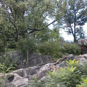 Sloth Bear Exhibit  [Asia Trail]