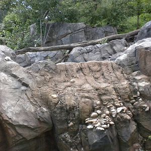 Sloth Bear Exhibit  [Asia Trail]
