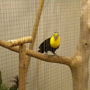 Bird House - Keel-billed Toucan