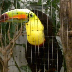 Bird House - Keel-billed Toucan