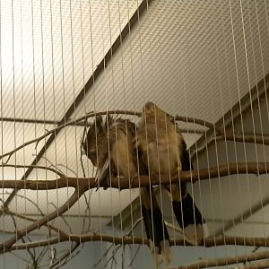 Bird House - Guria Cuckoo