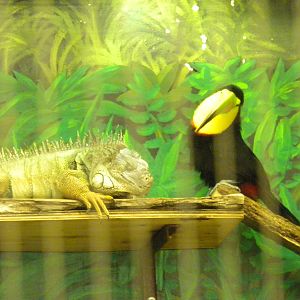 Bird House - An Odd Couple