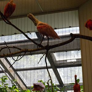 Bird House - Rosette Spoonbill and Scarlet Ibis
