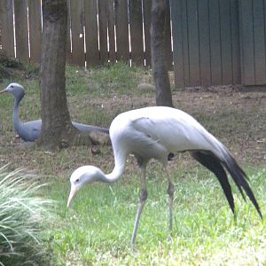 Bird House - Stantley Crane