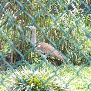 Bird House - Kori Bustard