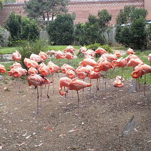 Bird House - Flamingo