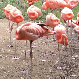 Bird House - Flamingo