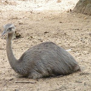 Bird House - Greater Rhea