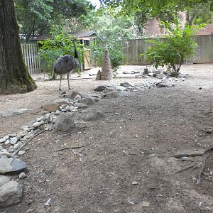 Bird House - Greater Rhea Exhibit