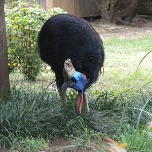 Bird House - Cassowary
