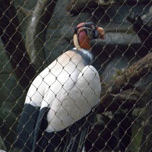 Bird House - King Vulture