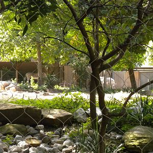 Cheetah Conservation Station - Grevy's Zebra Exhibit