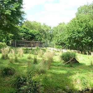 Cheetah Conservation Station