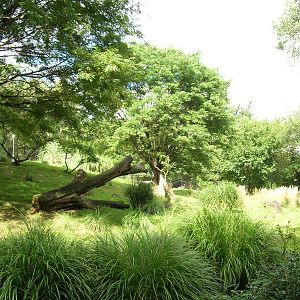 Cheetah Conservation Station
