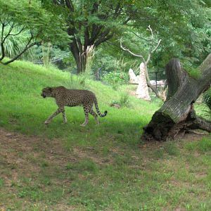 Cheetah Conservation Station - Tumai