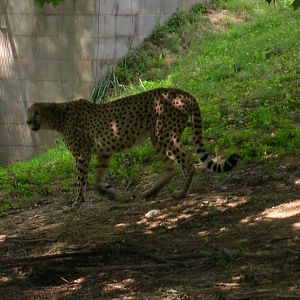 Cheetah Conservation Center - Tumai