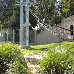 Great Ape House - Orangutan Exhibit and O-Line