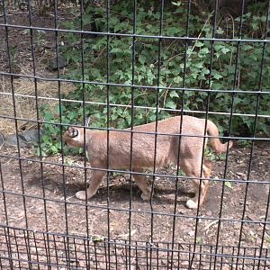 Great Cats - Caracal