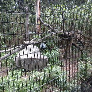 Great Cats - Caracal Exhibit