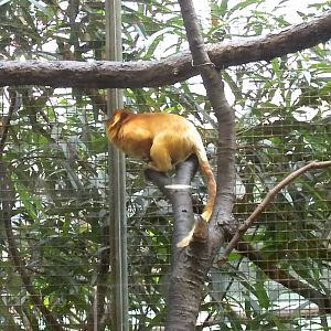 Small Mammal House - Golden Lion Tamarin