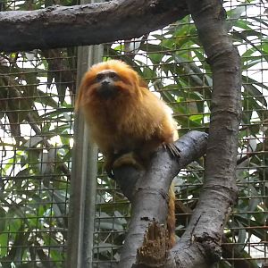 Small Mammal House - Golden Lion Tamarin