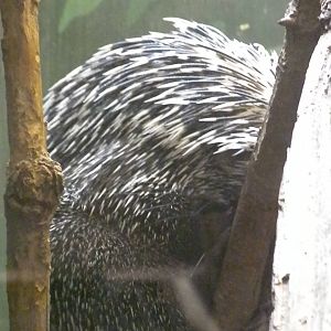 Small Mammal House - Prehencil Porcupine