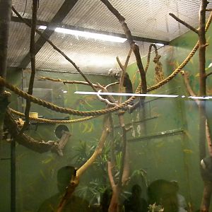 Small Mammal House - Geoffery's Marmoset