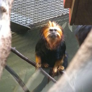 Small Mammal House - Golden Headed Lion Tamarin