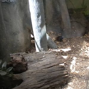 Small Mammal House - Elephant Shrew