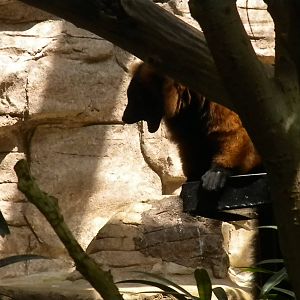Small Mammal House - Lemur