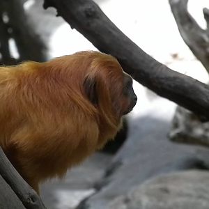 Small Mammal House - Golden Lion Tamarin