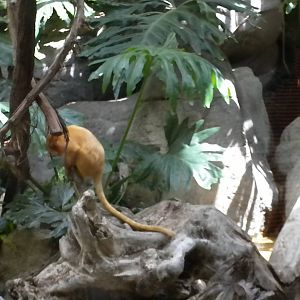 Small Mammal House - Golden Lion Tamarin