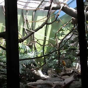 Small Mammal House - Golden Lion Tamarin Exhibit