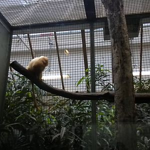 Small Mammal House - Golden Lion Tamarin