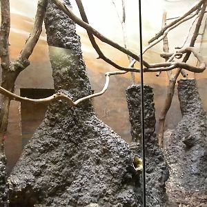 Small Mammal House - Rock Hyrax Exhibit