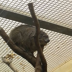 Small Mammal House - Rock Hyrax