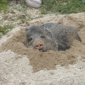 Small Mammal House - Collared Peccary