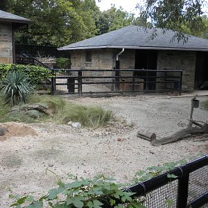 Small Mammal House - Collard Peccary Exhibit