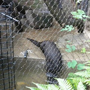 Small Mammal House - River Otter