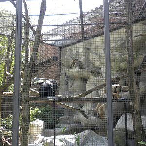Small Mammal House - Howler Monkey
