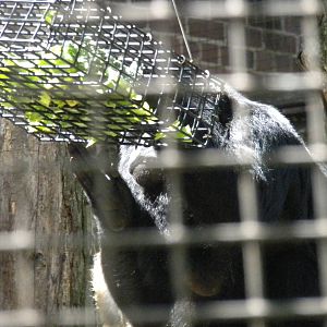 Small Mammal House - Howler Monkey