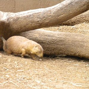 Small Mammal House - Praire Dog