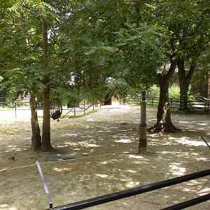 Przewalsk's Horse Exhibit